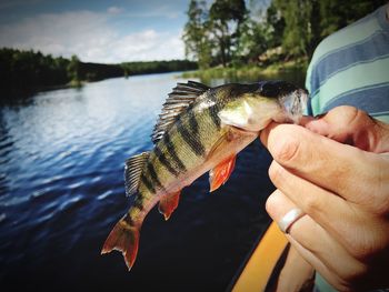 Close-up of man holding fish in lake