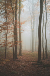 Trees in forest during autumn