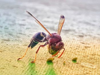 Close-up of insect