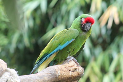 Close-up of bird perching on branch