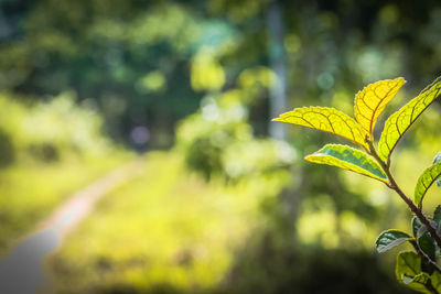 Close-up of yellow plant