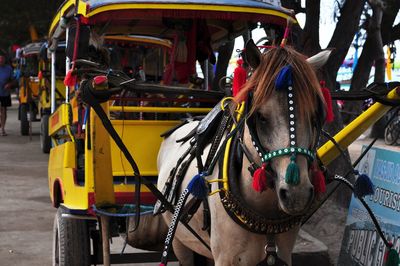 Horse cart on street in city