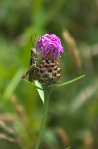 Close-up of butterfly pollinating on purple flower