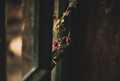 Close-up of flowering plant against blurred background