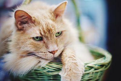 Close-up portrait of cat