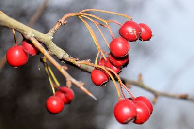 Close-up of red cherries hanging on tree
