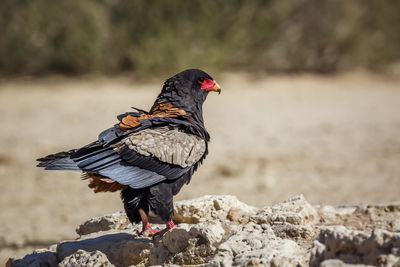 Close-up of bird perching on wood