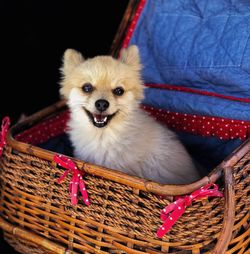 Portrait of dog in basket