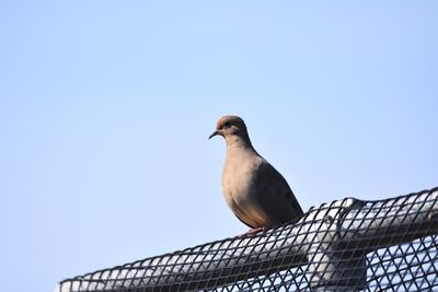 Low angle view of bird perching against clear sky