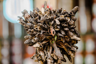 Close-up of dried plant