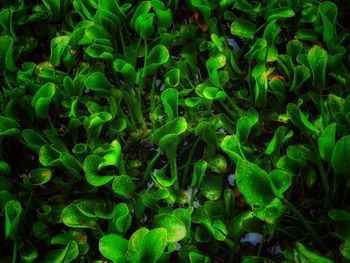 Full frame shot of plants