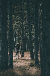 View of people walking in forest