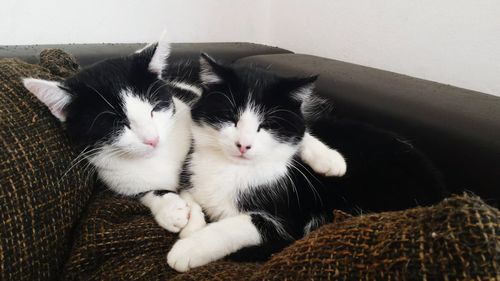 Close-up of cat sitting on sofa at home