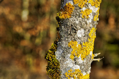 Tree trunk with moss