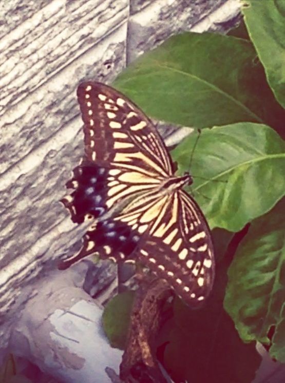 leaf, one animal, animal themes, insect, butterfly - insect, close-up, animals in the wild, wildlife, natural pattern, nature, plant, fragility, flower, growth, butterfly, beauty in nature, high angle view, animal markings, day, outdoors