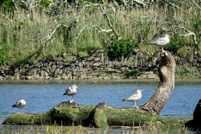 Seagulls perching on a lake
