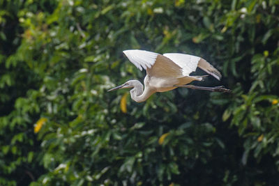 View of bird flying against plants