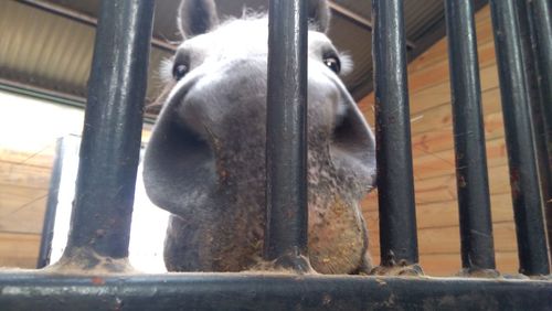 Close-up of horse in cage