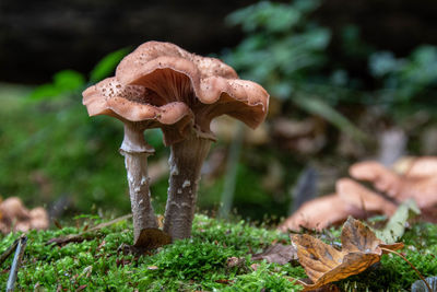 Close-up of mushroom on field