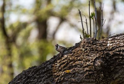 Close-up of lizard on tree trunk