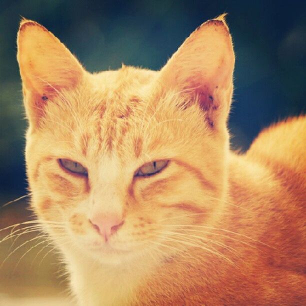 domestic cat, cat, pets, one animal, feline, domestic animals, animal themes, mammal, whisker, close-up, portrait, animal head, focus on foreground, looking at camera, alertness, animal eye, staring, no people, relaxation