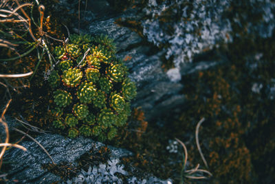 Close-up of lichen on rock