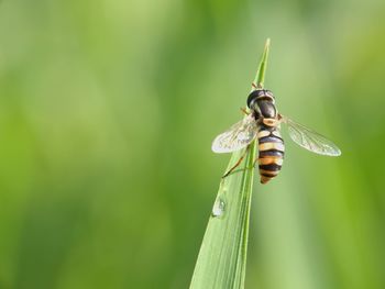 Close-up of insect on grass