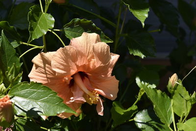 High angle view of hibiscus flower blooming at park