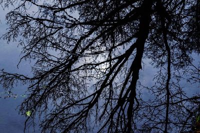 Low angle view of bare tree against sky