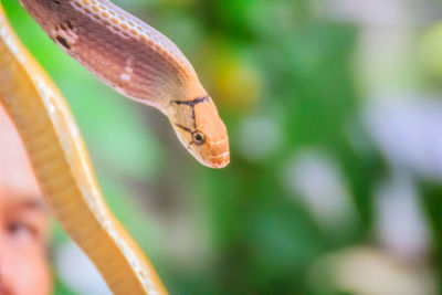 Close-up of a lizard