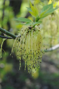 Close-up of flower against blurred background