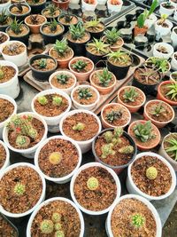 High angle view of potted plants for sale at market