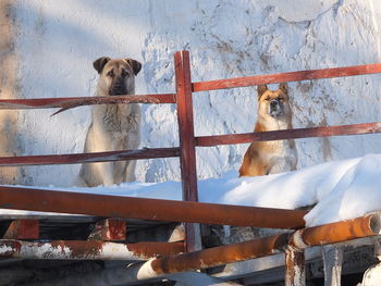 Dog standing on metal fence