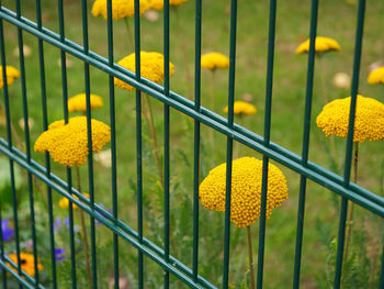 Close-up of yellow flowering plants by railing