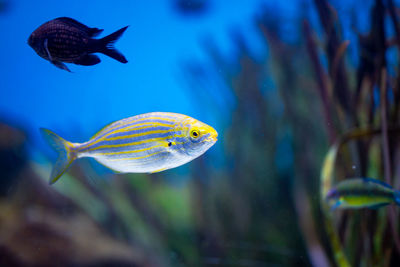 Close-up of fish swimming in sea