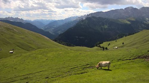 Sheep grazing in a field