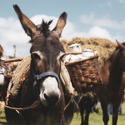 Close-up of a horse