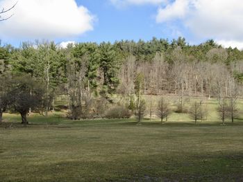 Trees on field against sky