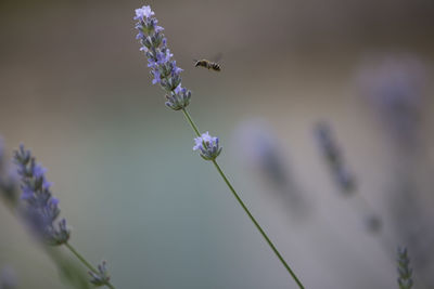 Close-up of bee on purple flowers