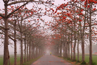 Kapok road in the baihe, tainan.