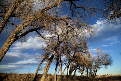 Low angle view of bare tree against blue sky