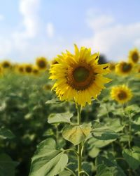 Close-up of yellow flowering plant on field