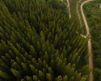 High angle view of trees