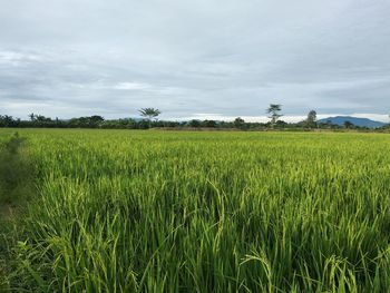 Scenic view of agricultural field against sky