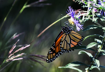 Close-up of butterfly pollinating on purple flower