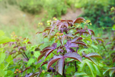 Close-up of pink flowering plant