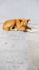 View of a dog sleeping