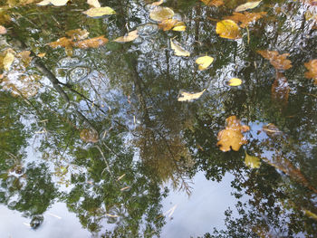 Reflection of trees in water