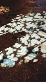 High angle view of bird on shadow