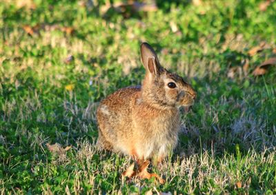 Hare sitting on grass